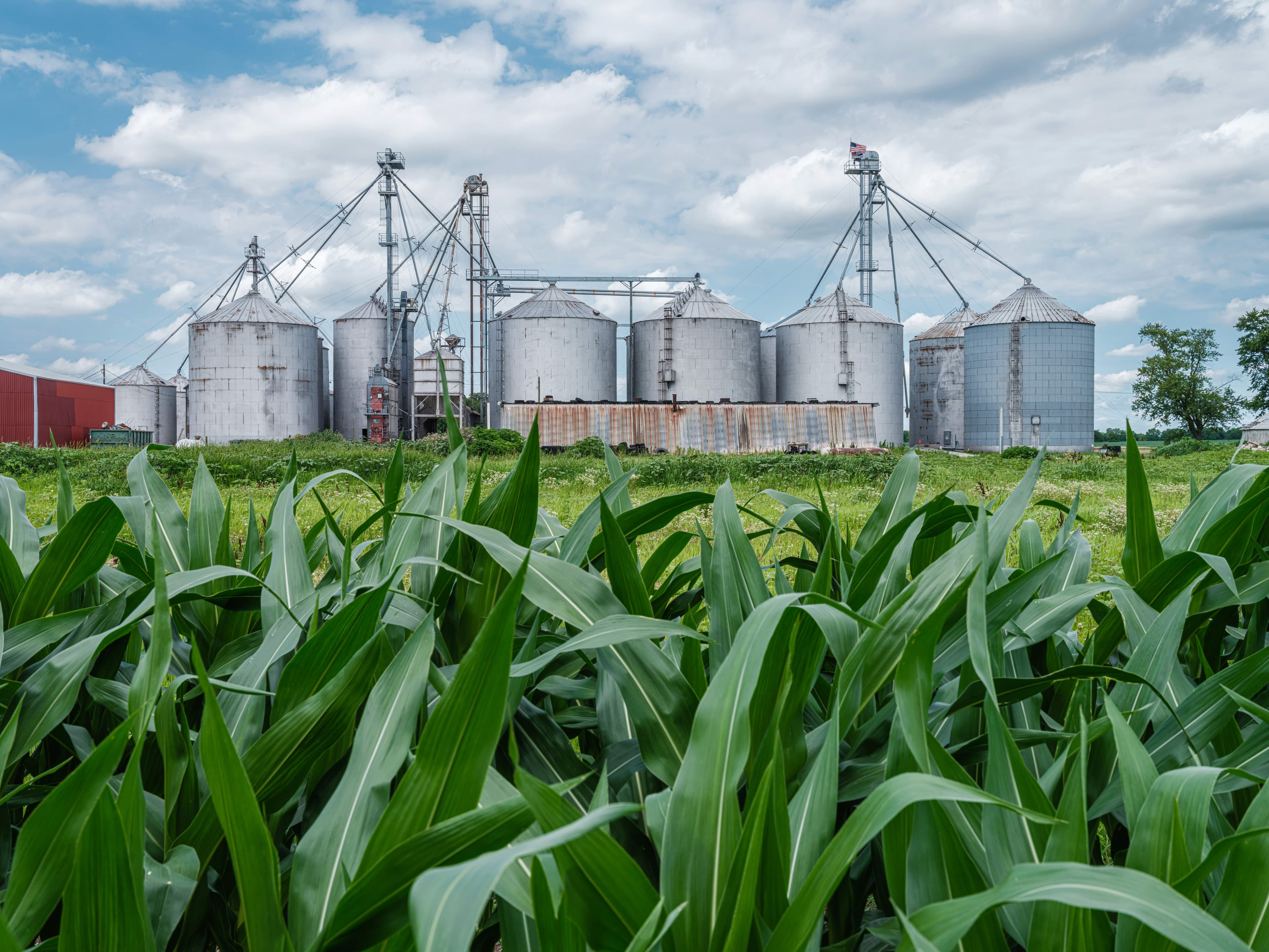 Campo agrícola
